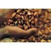 Sell Cocoa Nibs/broken Cocoa Beans thumbnail-2