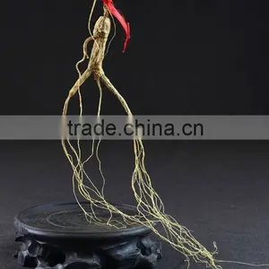 Wild Ginseng, Jilin Wild Ginseng thumbnail-1