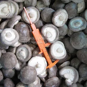 Frozen IQF Shiitake Mushroom thumbnail-1