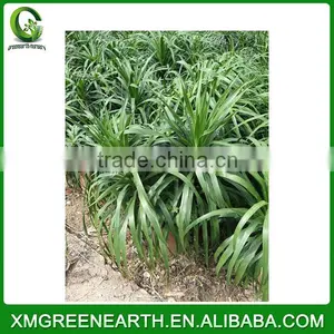 Dracaena Angustifolia thumbnail-2