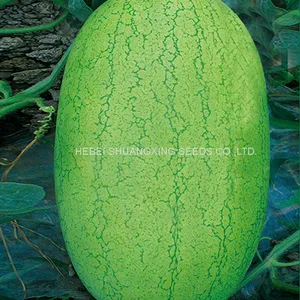 SHUANGXING f1 Big Hybrid Watermelon Seeds Outdoor Grown thumbnail-2