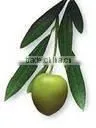 Virgin Olive Oil ( Complying to BP ) thumbnail-1