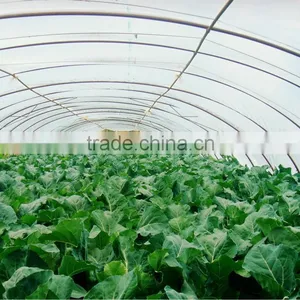 LDPE Uv- Protection Plastic Greenhouse Films Quality Choice thumbnail-1