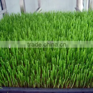 Farm Favorite Wheat/Barley/Bean Seedling System thumbnail-3
