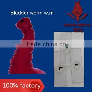 Microscope Prepared Slides Parasite Slides thumbnail-1
