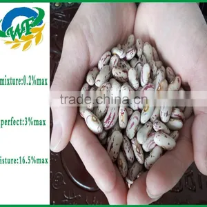 New Crop Light Red Speckled Kidne y Beans Long Shape Bamboo Bean for Europe thumbnail-4