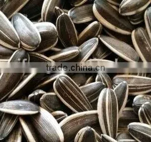 New Crop High Quality Chinese Sunflower Seed 5009/3638/0409/363 on Promotion for Europ thumbnail-2