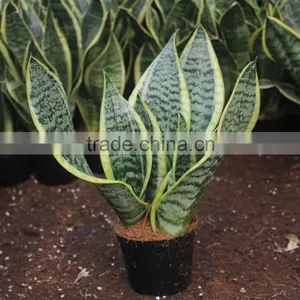Kids Garden Plant- Sansevieria thumbnail-1