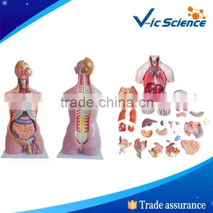 High Quality Medical Supply Torso and Stand Mannequin thumbnail-1