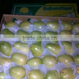 Fresh Egyptian White Guava thumbnail-2