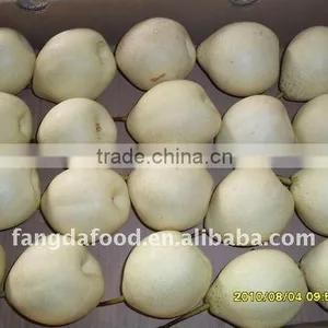 Chinese New Fresh Shandong Pear thumbnail-1