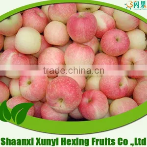 New Crop of Fresh Roya Gala Apple Red Apple for Importer Buyer thumbnail-1