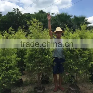 Golden Leaves Melaleuca Bracteata thumbnail-1