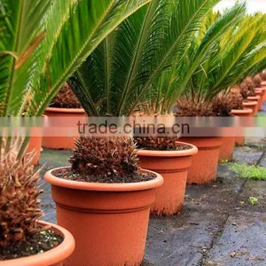 Cycas Revoluta . thumbnail-1
