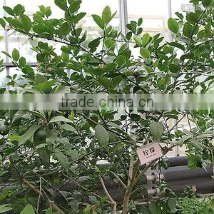 Lemon Tree thumbnail-5