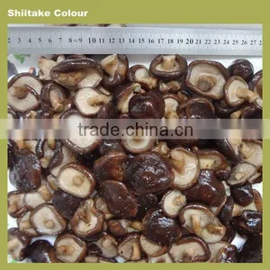 Shiitake Mushrooms for Sale thumbnail-3