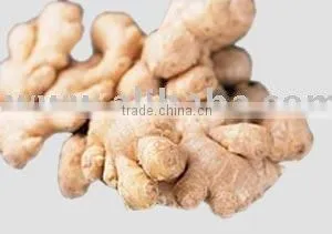 Ginger thumbnail-1