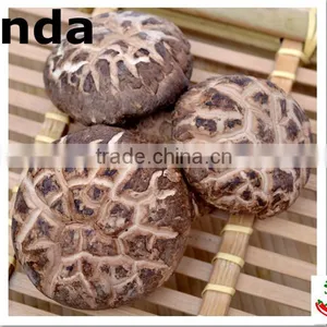 2015 New Crop Shiitake Mushroom ,Top Nutrition Tea Flower Mushroom thumbnail-1