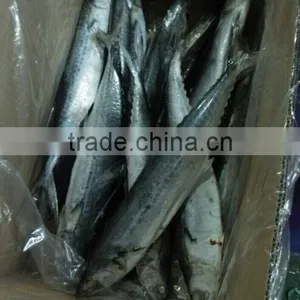 Frozen Spotted Spanish Mackerel thumbnail-1