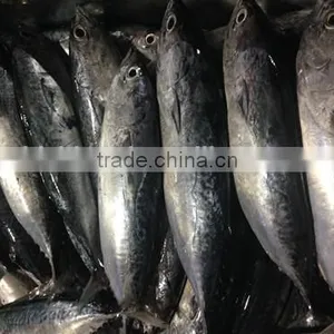 Bonito Tuna (Auxis Tapeionsoma) thumbnail-1