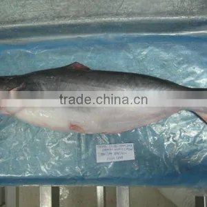 Whole Round Pangasius thumbnail-1