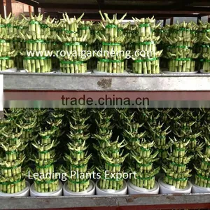 Lucky Bamboo ( Dracaena Sanderiana) 3 Layers thumbnail-1