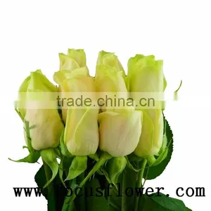 Hotsale Roses Flowers Fresh Cut Flowers Vendela Rose for Decoration From Kunming Ecuador Wholesale Flowers thumbnail-6