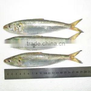 Good Quality Frozen Sardine Seafood Fish 85-90 Pcs thumbnail-1