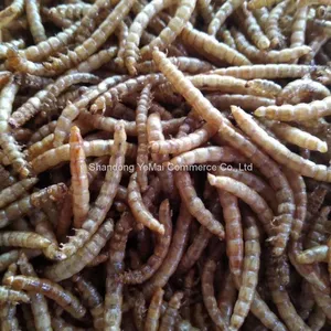 Continuous Yellow Mealworm Drying Equipment thumbnail-4