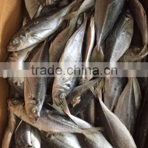 Horse Mackerel 20cm+ thumbnail-5
