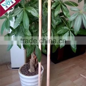 Guangxi Hardwood Superior Cheap 110CM 120CM 150CM Pvc Coated Wooden Broom Handle thumbnail-6