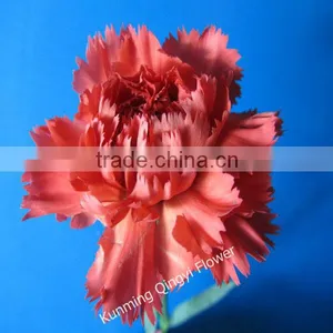 Fresh Cut Flowers Carnation Flowers Natural Carnation thumbnail-1