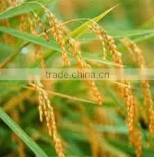 BEST JAPONICA ROUND RICE <5% BOKEN> - CHEAPEST PRICE_HIGH QUALITY - CURRENT RICE thumbnail-3