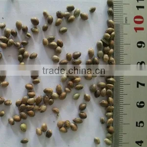 2015 Hot Sales Hemp Seed for Sale thumbnail-4