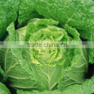 2014 New Harvested Fresh Cabbage / Chinese Cabbage thumbnail-3