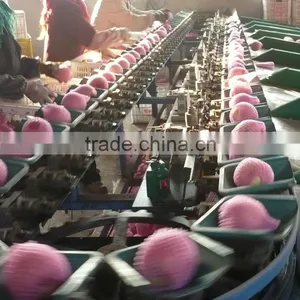 Chinese Fuji Apple thumbnail-1
