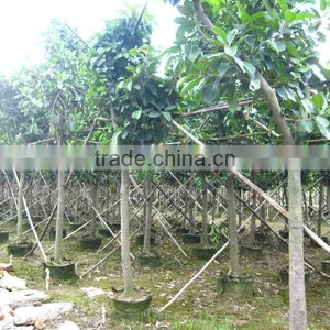 Ficus Altissima for Tropical Climate Garden Plants and Landscaping Trees thumbnail-6