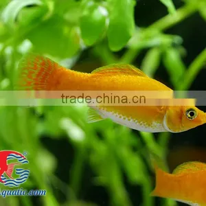 Snow White Sailfin Molly Fish for Freshwater Aquarium Tank thumbnail-1