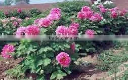 Tree Peony Plant Root Chun Hong Jiao Yan thumbnail-1