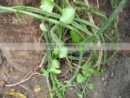 CISSUS QUADRANGULARIS thumbnail-2