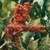 Supply Guarana Extract thumbnail-1