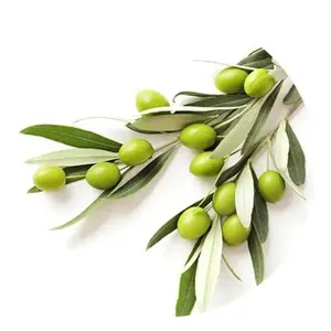 Olive Leaf Extract thumbnail-1