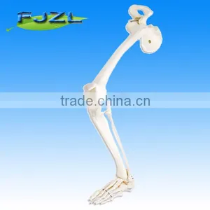 Medican Teaching Skeleton Leg Skeleton With Hip Bone(left) Model thumbnail-1