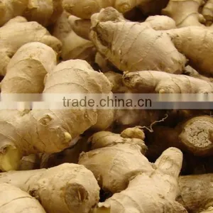 BEST PRICE VIETNAM FRESH GINGER thumbnail-6
