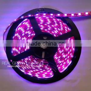 5M 12V IP65 Waterproof 300LEDs Pink 3M Self-adhesive LED Strip Light 5050 thumbnail-1