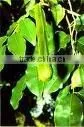 Elemi Oil Natural thumbnail-1