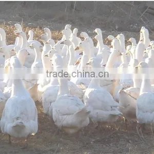 Washed Down 90%white Duck Down USA Standard Whole Sale Filling Material Duck Down thumbnail-5