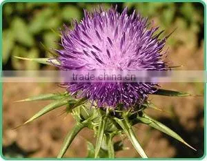 Valerian Extract thumbnail-1