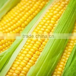 FRESH AND FROZEN YELLOW CORN BEST PRICE thumbnail-1