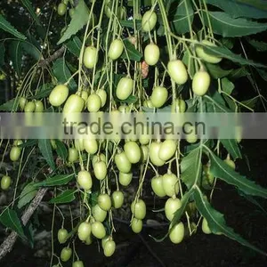 NEEM SEEDS thumbnail-4